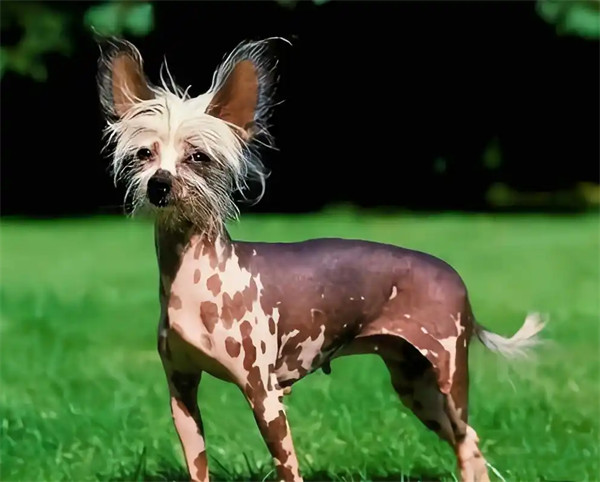 中国冠毛犬是什么犬种多少钱一只
