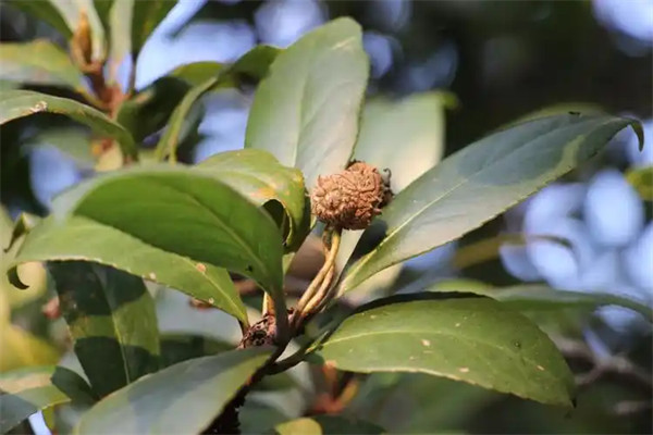 赤水蕈树是被子植物吗