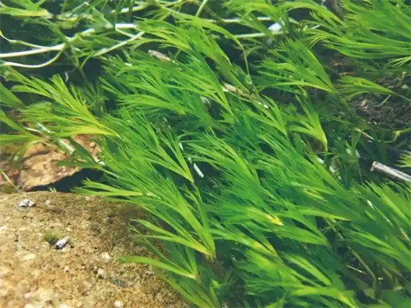 北京水毛茛属于什么植物门
