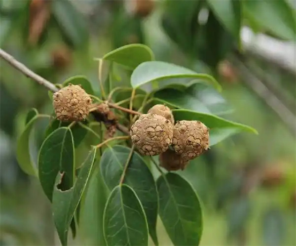赤水蕈树是被子植物吗