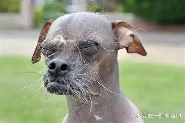 中国冠毛犬是什么犬种多少钱一只