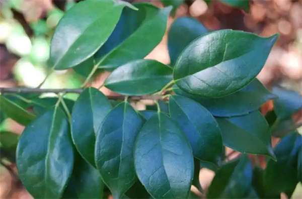 赤水蕈树是被子植物吗