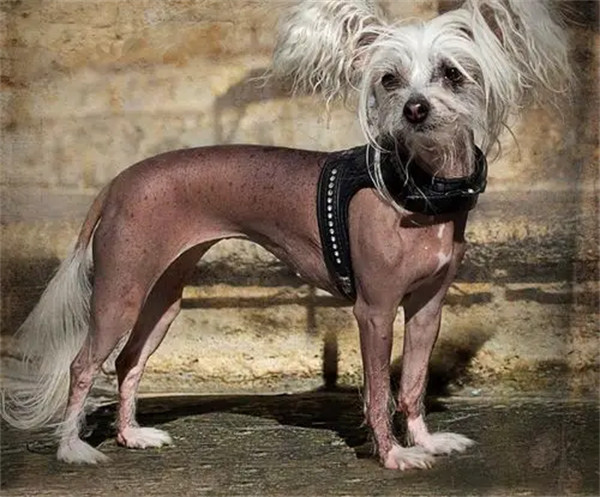 中国冠毛犬是什么犬种多少钱一只