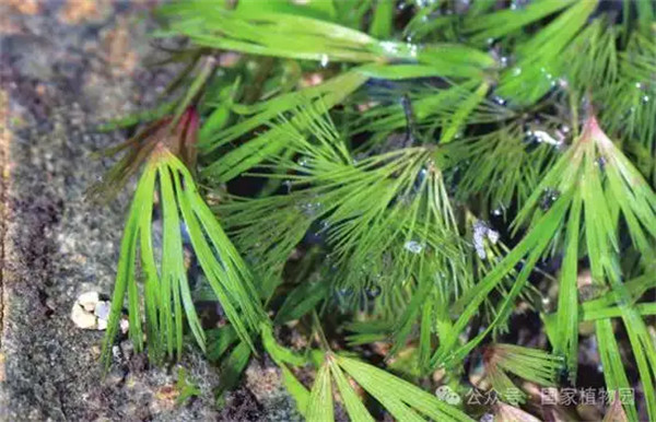北京水毛茛属于什么植物门
