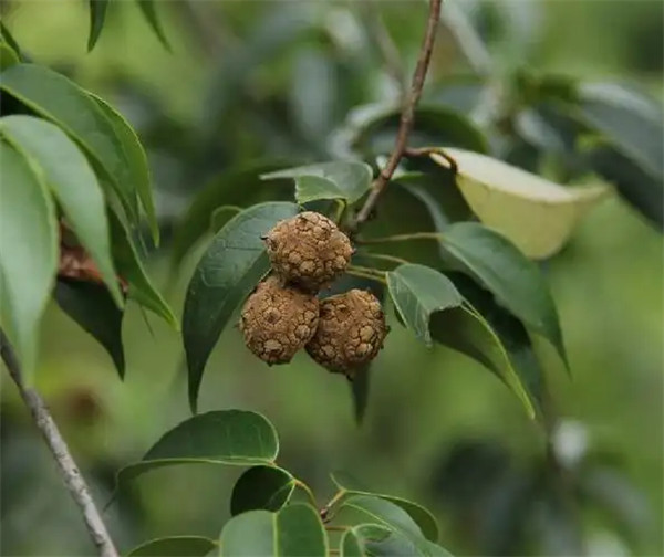赤水蕈树是被子植物吗
