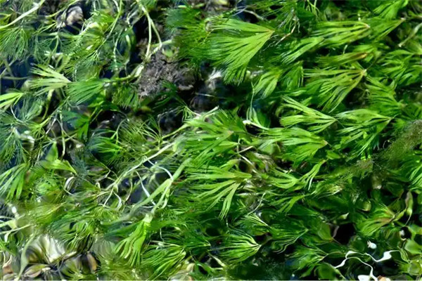 北京水毛茛属于什么植物门
