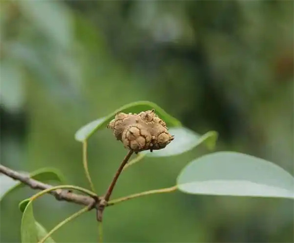 赤水蕈树是被子植物吗