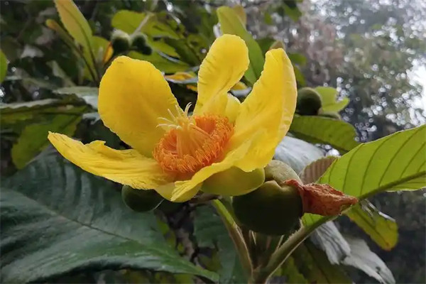 大花五桠果是什么科的植物可以吃吗