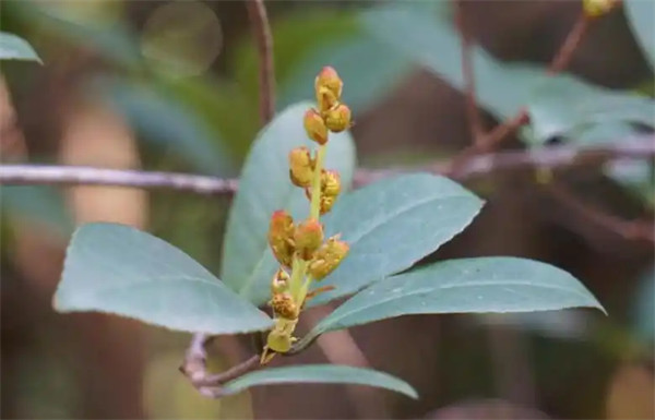 赤水蕈树是被子植物吗