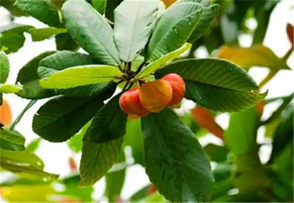 大花五桠果是什么科的植物可以吃吗