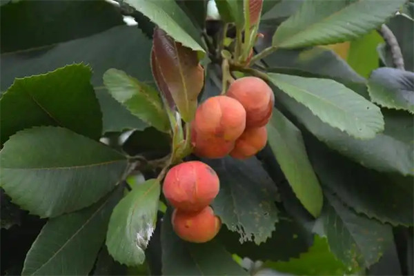大花五桠果是什么科的植物可以吃吗