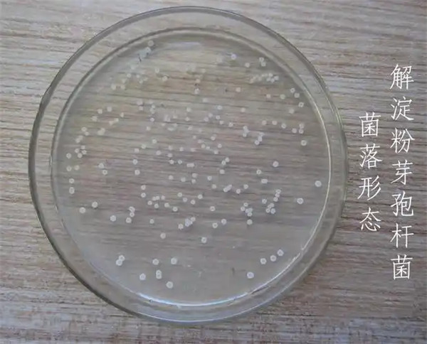 芽孢杆菌是细菌还是真菌有什么作用和功效