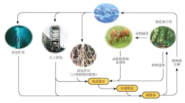 氮循环是一种什么类型的循环有什么重要作用和意义