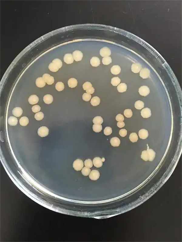 芽孢杆菌是细菌还是真菌有什么作用和功效