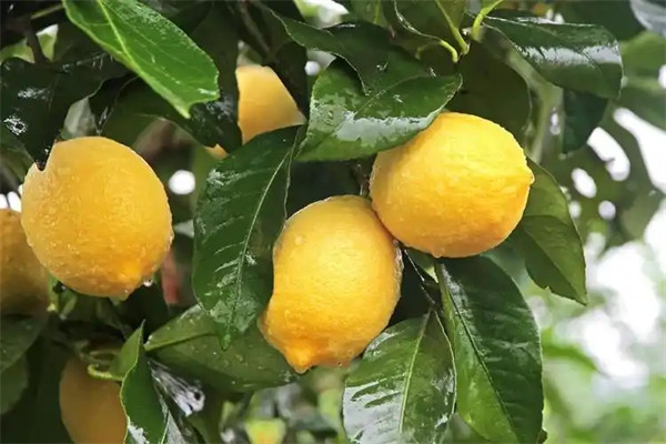 安岳柠檬的品种简介