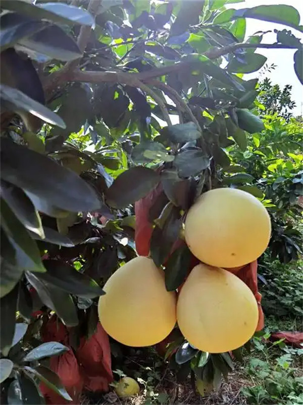 三红蜜柚的简介及优缺点介绍