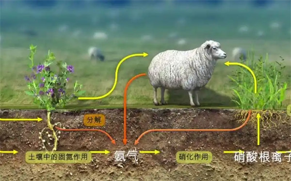 氮循环是一种什么类型的循环有什么重要作用和意义