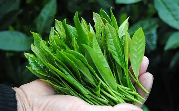 太平猴魁属于什么类的茶多少钱一斤