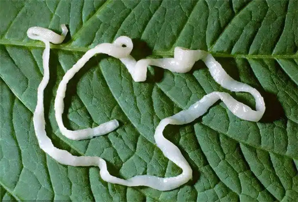 绦虫是什么动物寄生在人身上有什么症状