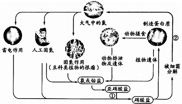 氮循环是一种什么类型的循环有什么重要作用和意义