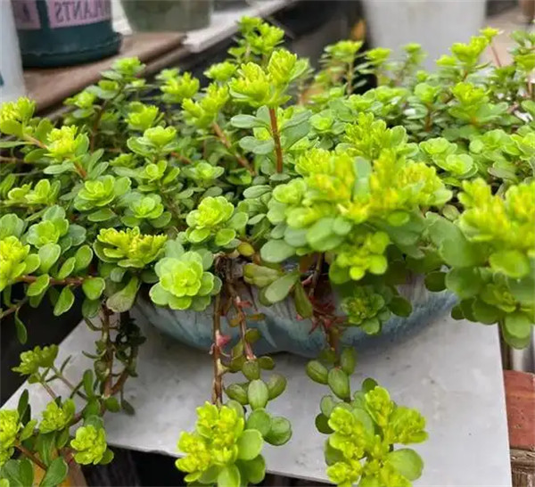 凹叶景天有什么功效和作用