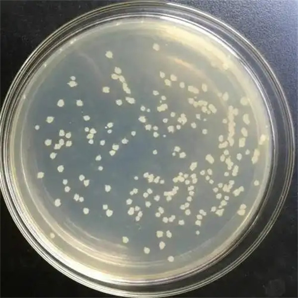 芽孢杆菌是细菌还是真菌有什么作用和功效