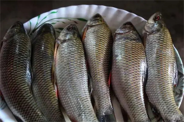 全州禾花鱼的美食做法和历史介绍